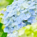 2016年鎌倉長谷寺あじさい開花状況と見頃はいつ？混雑状況は？